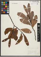 Foto von Salix appendiculata Vill.